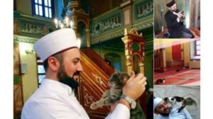 Masjid juga menjadi rumah kucing